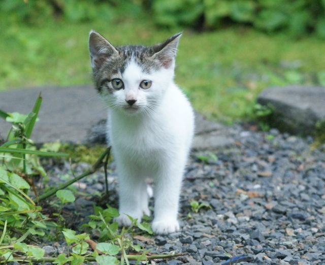 【無料立ち読み】こびとねこ(11)「雨」相原コージの画像