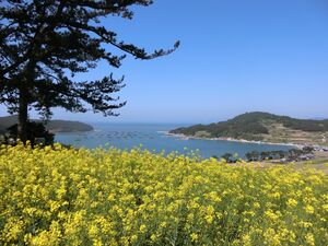 ユン・ソクホ監督『春のワルツ』の世界が目の前に！莞島からフェリーで50分、菜の花と青麦畑、美味しい海の幸を楽しむ春の青山島【韓ドラから始める韓国旅行】の画像