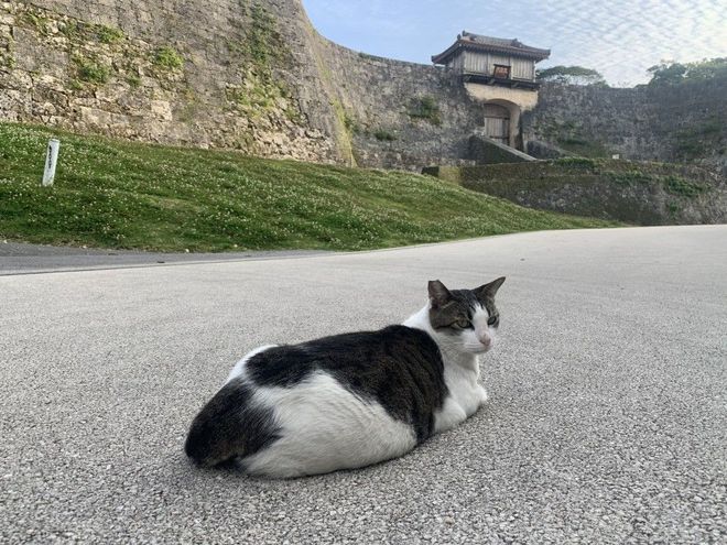 NEKO41.5