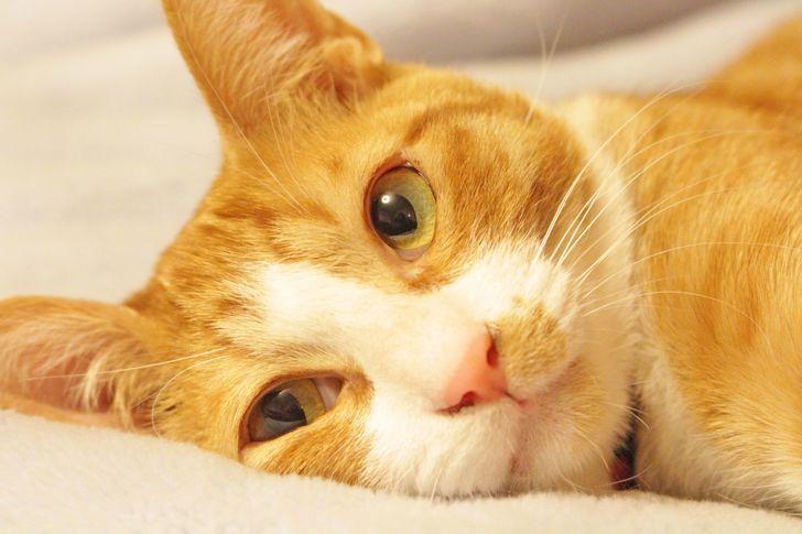 【無料立ち読み】こびとねこ(30)「かたつむり」相原コージの画像