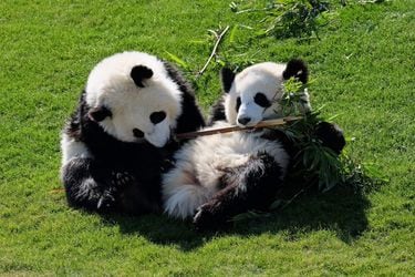 中国はチベットからパンダを…／なぜ、中国は「毒食」を…【有本香著書２冊セット】