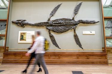 ワ ピース 海王類のモデルか 伝説の魔獣 リヴァイアサンか シロナガスクジラを遥かに超える巨大海竜の化石が発見 推定体長50メートル超のモンスターが発見された意外な場所とは