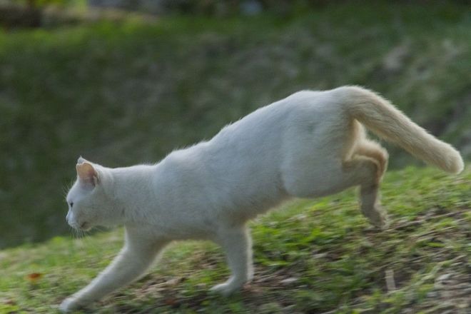 NEKO17.2