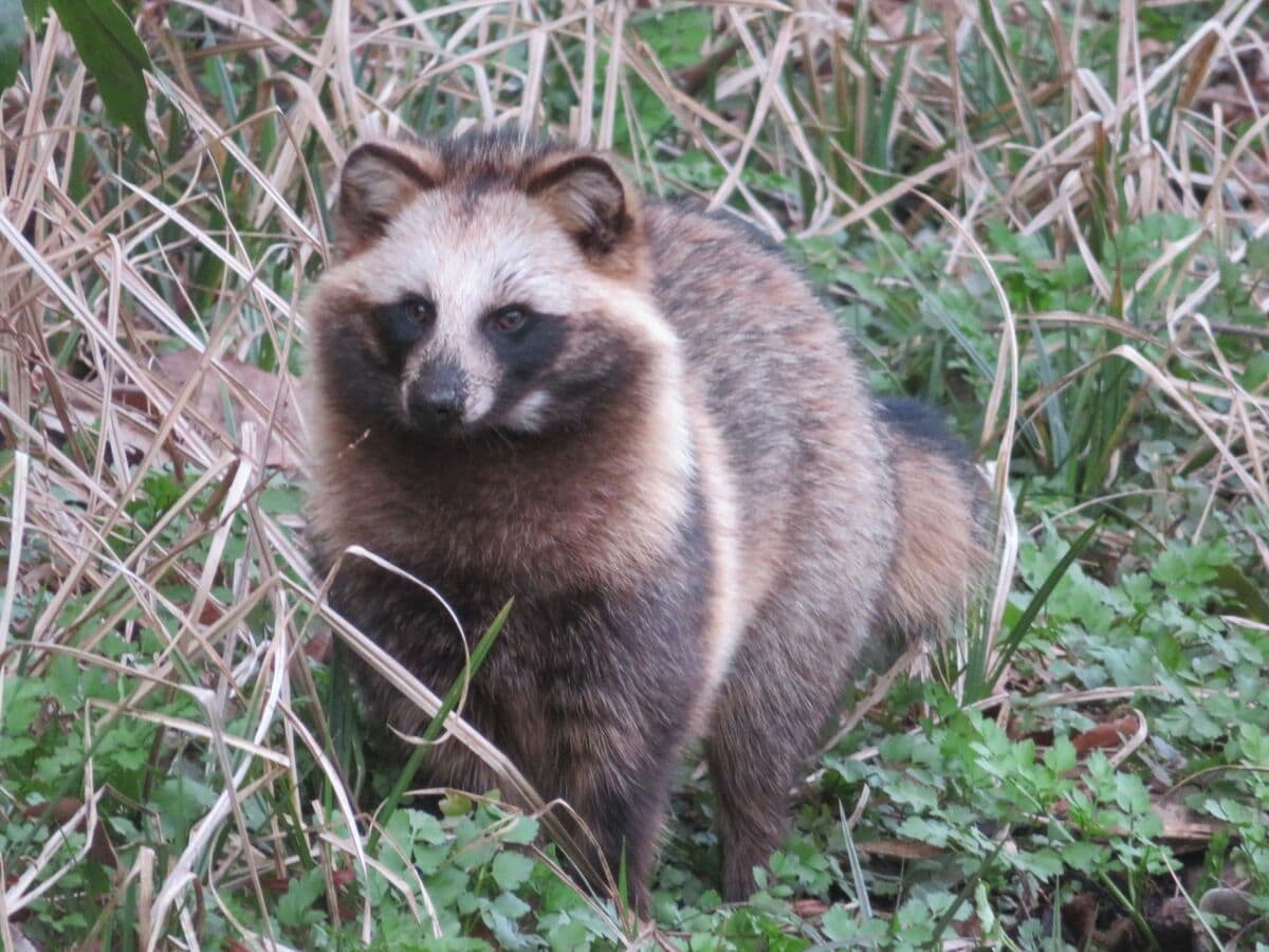 実は「パンダなみの珍獣」だった！？昔話や伝説でおなじみ日本全国に