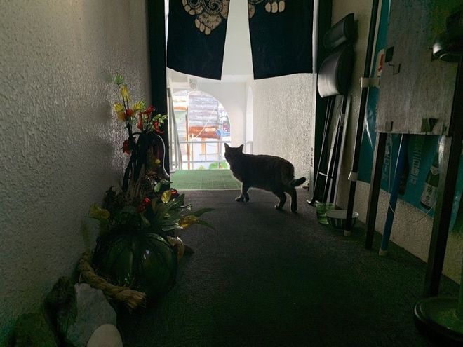 NEKO41.7