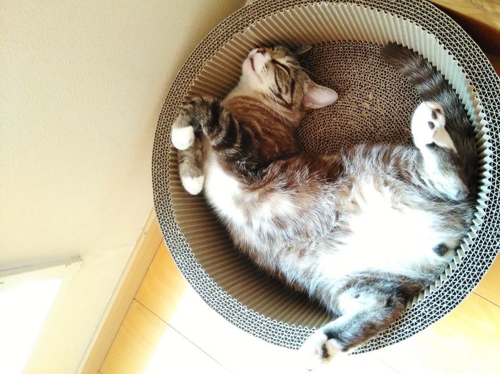 【無料立ち読み】こびとねこ(36)「シャクトリムシ」相原コージの画像