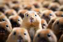 【新しすぎる理科の教科書】レミングは死の行進なんてしない！　動物の最新科学【動物にまつわる、これからの新常識・第７回／後編】　