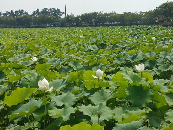 イ・ソンミン＆ユ・ヨンソクの演技が光る『運の悪い日』見どころ＆劇中に登場する全羅南道・務安郡とは？【韓ドラから始める韓国旅行】の画像