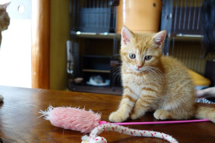 【無料立ち読み】こびとねこ(19)「蟻地獄」相原コージの画像
