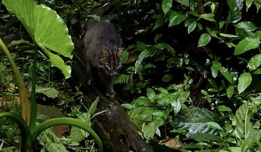 2ページ目 琉球島猫百景vol 44 特別編 世界自然遺産 西表島のヤママヤー