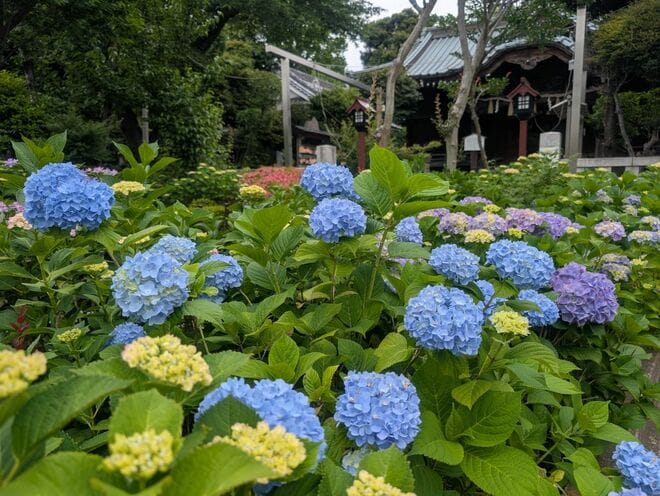 白山神社の紫陽花