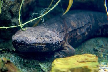 バンザギ サンプラザ ソフビ オオサンショウウオ 怪物 ソフビトイ