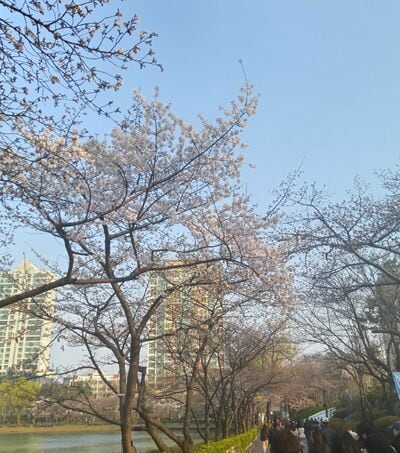 韓国ドラマによく登場する桜の名所、ソウルで花見するならどこがいい？実際に花見に行ってみると…【韓国の個人旅行ガイド】下川裕治
