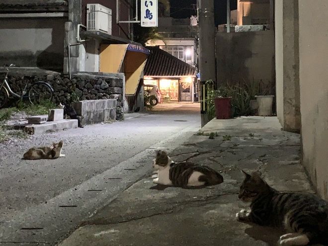 NEKO41.1