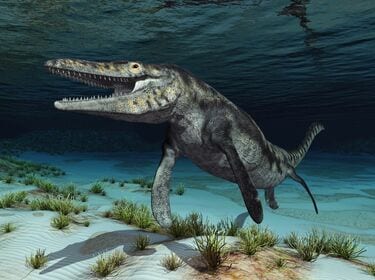 2ページ目) 古代の海竜の生き残り？旧日本海軍の駆逐艦が撃沈