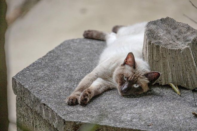 NEKO42.5