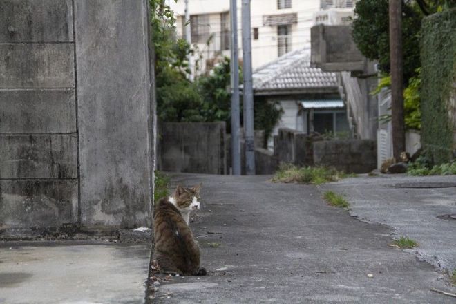 NEKO17.5