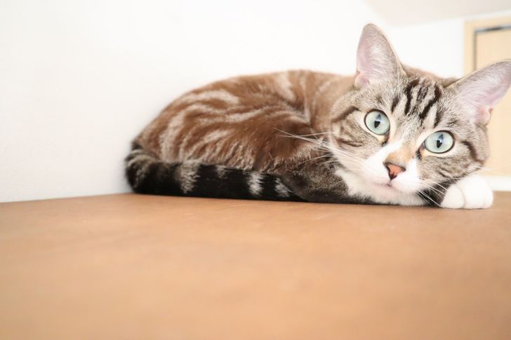 【無料立ち読み】こびとねこ(40)「栗」相原コージの画像