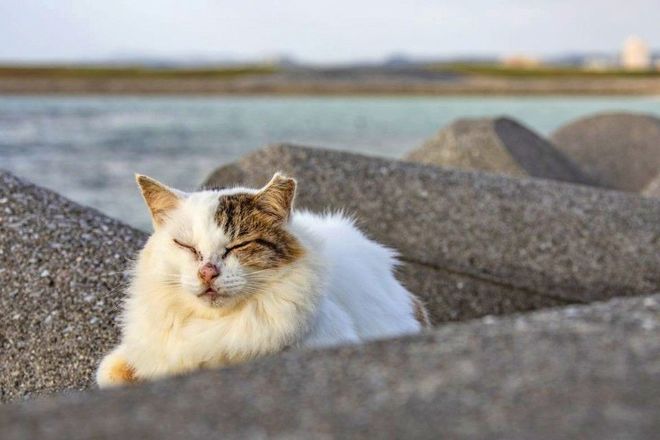 NEKO42.7