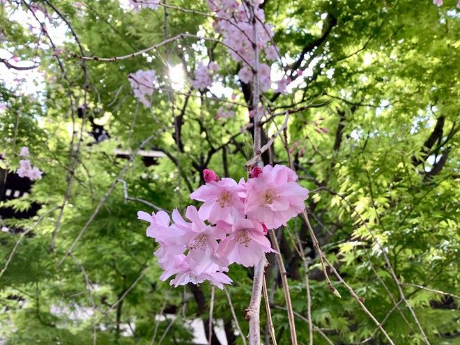 MACHIYA28.19