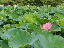 イザナキとイザナミの夫婦喧嘩を「たったひと言」で仲裁した謎の神ククリヒメノカミ【深結の「癒しの神社」案内・第8回】