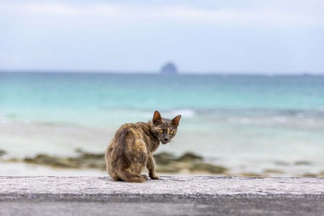 写真：【沖縄の猫たち】久米島 琉美の島のかぎしっぽ猫