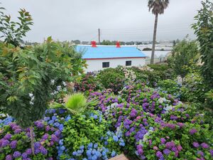 ヒット作『おつかれさま』『建築学概論』など数多くの韓流の舞台、韓国最大の島「済州島」の魅力【韓ドラから始める韓国旅行】の画像