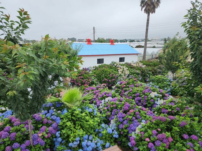 ヒット作『おつかれさま』『建築学概論』など数多くの韓流の舞台、韓国最大の島「済州島」の魅力【韓ドラから始める韓国旅行】の画像