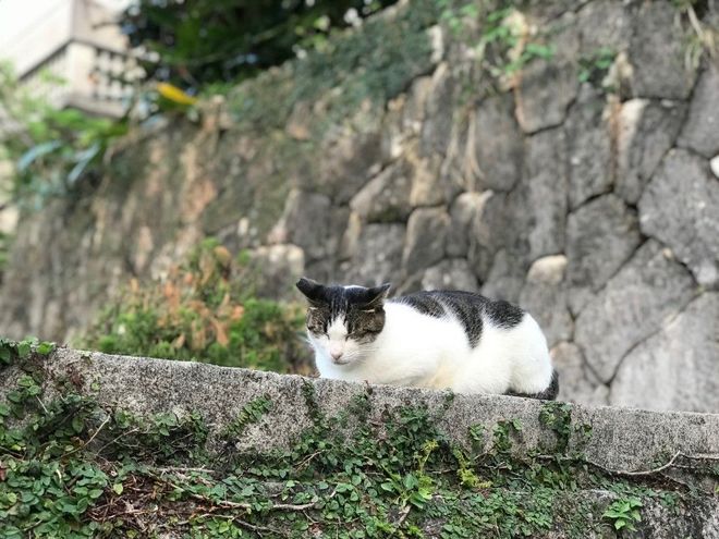 NEKO17.2