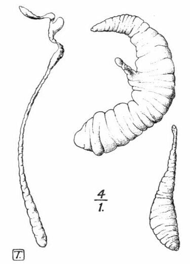 2ページ目) 日本人狙い撃ちで致死率100％!?危険すぎる寄生虫「芽殖孤虫 」の100年間謎だった生態が遂にゲノム解析で明らかに──想像以上に不気味すぎる！