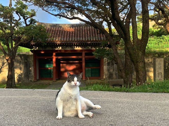 NEKO43.3