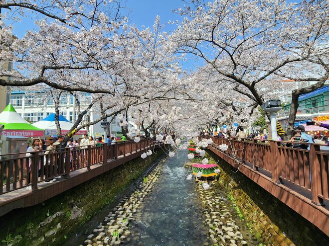 禁断の愛を描いた名作『ロマンス』ロケ地、36万本の桜が咲き乱れる慶尚南道・鎮海の人気観光スポット紹介!【韓ドラから始める韓国旅行】の画像