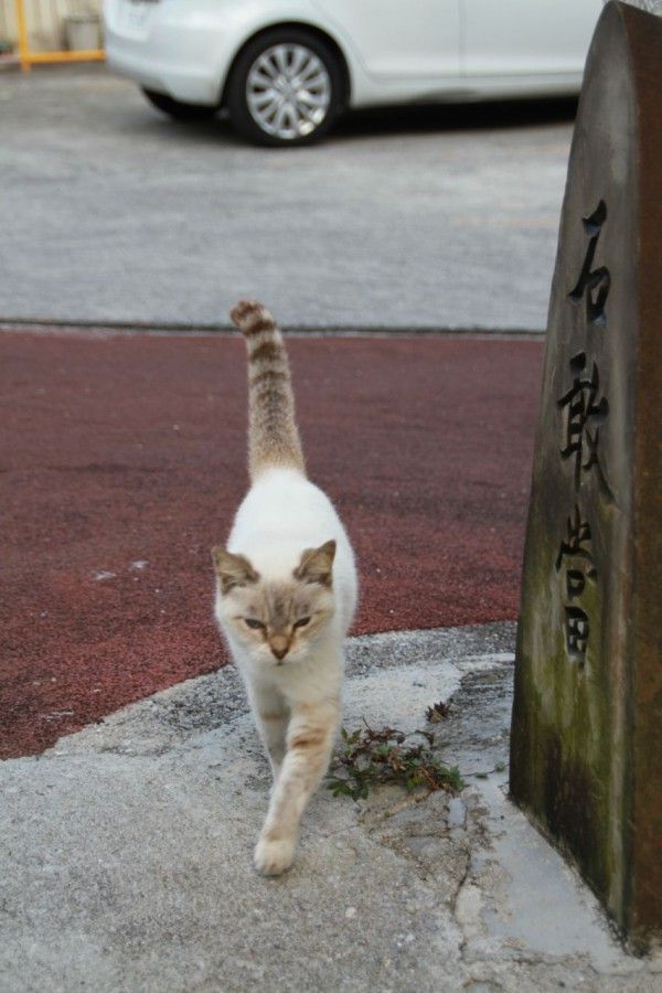 NEKO17.6