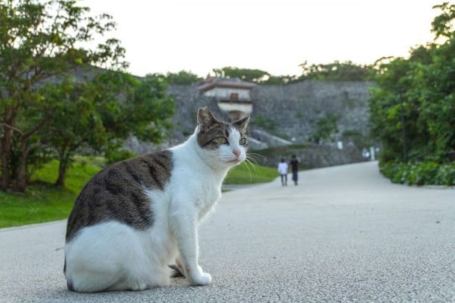 NEKO17.1