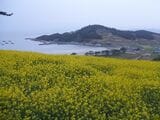 『春のワルツ』青山島、『私たちのブルース』済州・加波島…韓国ドラマのロケ地巡りで知る地方旅の醍醐味【康熙奉のサランヘジョ韓ドラ〈44〉】