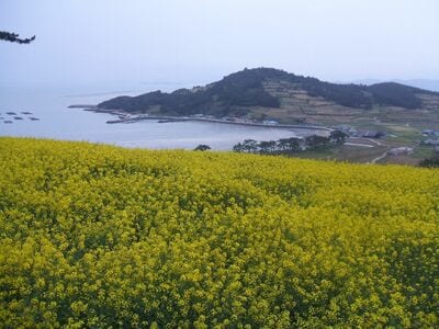 『春のワルツ』青山島、『私たちのブルース』済州・加波島…韓国ドラマのロケ地巡りで知る地方旅の醍醐味【康熙奉のサランヘジョ韓ドラ〈44〉】