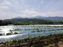 母娘の情愛を描いたファンタジー映画『母とわたしの3日間』ロケ地、慶尚北道・金泉の味わい深い郷土料理【韓ドラから始める韓国旅行】