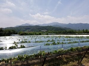 母娘の情愛を描いたファンタジー映画『母とわたしの3日間』ロケ地、慶尚北道・金泉の味わい深い郷土料理【韓ドラから始める韓国旅行】の画像