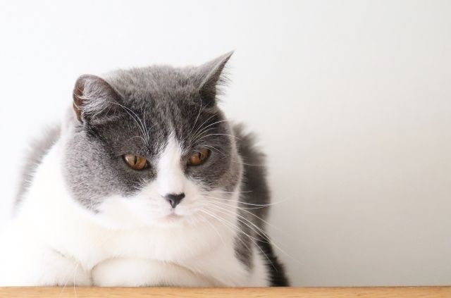 【無料立ち読み】こびとねこ(49)「空」相原コージの画像